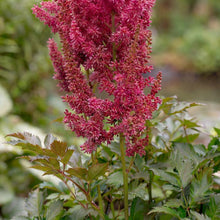 Load image into Gallery viewer, OpenPlantData Astilbe J Elisabeth Van Veen
