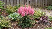 Load image into Gallery viewer, OpenPlantData Astilbe Younique Pink
