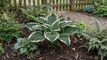 Load image into Gallery viewer, OpenPlantData Hosta Minuteman
