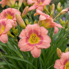 Load image into Gallery viewer, OpenPlantData Hemerocallis Rosy Returns

