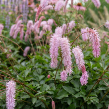 Load image into Gallery viewer, OpenPlantData Sanguisorba hakusanensis Lilac Squirrel
