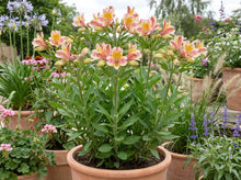 Load image into Gallery viewer, OpenPlantData Alstroemeria Turcalrite
