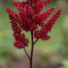 Load image into Gallery viewer, OpenPlantData Astilbe Arendsii Fanal
