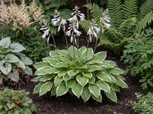 Load image into Gallery viewer, OpenPlantData Hosta So Sweet
