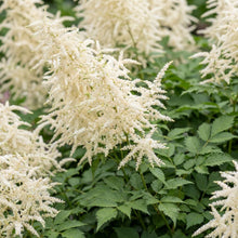 Load image into Gallery viewer, OpenPlantData Aruncus dioicus
