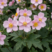 Load image into Gallery viewer, OpenPlantData Anemone tomentosa Robustissima
