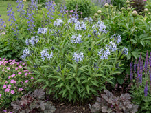 Load image into Gallery viewer, OpenPlantData Amsonia Blue Ice
