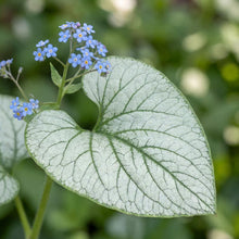 Load image into Gallery viewer, OpenPlantData Brunnera macrophylla Alexanders Great
