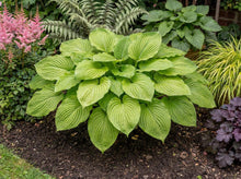 Load image into Gallery viewer, OpenPlantData Hosta Sum and Substance
