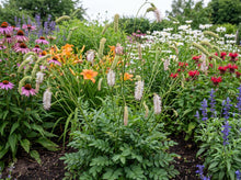 Load image into Gallery viewer, OpenPlantData Sanguisorba tenuifolia Strawberry Frost
