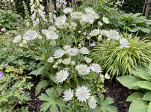 Load image into Gallery viewer, OpenPlantData Astrantia major Sparkling Stars White
