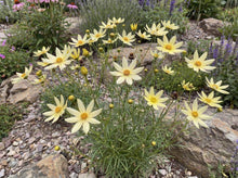 Load image into Gallery viewer, OpenPlantData Coreopsis Moonbeam
