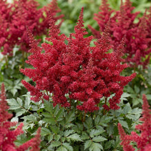 Load image into Gallery viewer, OpenPlantData Astilbe Chinensis Elmo
