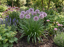 Load image into Gallery viewer, OpenPlantData Allium Summer Beauty
