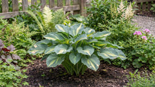 Load image into Gallery viewer, OpenPlantData Hosta Touch of Class
