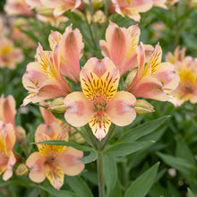 Load image into Gallery viewer, OpenPlantData Alstroemeria Turcalrite
