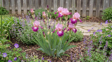Load image into Gallery viewer, OpenPlantData Iris Autumn Rose
