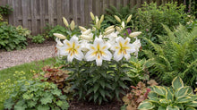 Load image into Gallery viewer, OpenPlantData Lilium Bafferari
