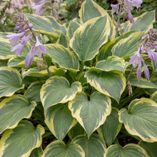 Load image into Gallery viewer, OpenPlantData Hosta Wide Brim
