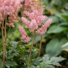 Load image into Gallery viewer, OpenPlantData Astilbe Satin Pearls
