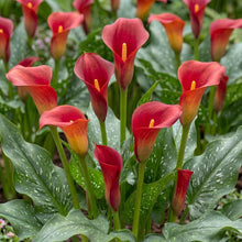 Load image into Gallery viewer, OpenPlantData Calla Bloody Mary
