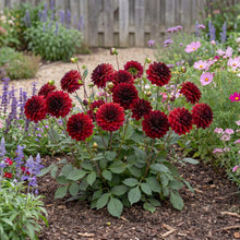 Load image into Gallery viewer, OpenPlantData Dahlia Arabian Night

