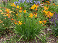Load image into Gallery viewer, OpenPlantData Crocosmia crocosmiiflora George Davison
