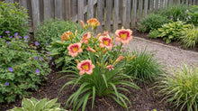 Load image into Gallery viewer, OpenPlantData Hemerocallis Galactic Blush
