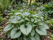 Load image into Gallery viewer, OpenPlantData Brunnera macrophylla Jack Frost
