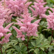 Load image into Gallery viewer, OpenPlantData Filipendula Venusta
