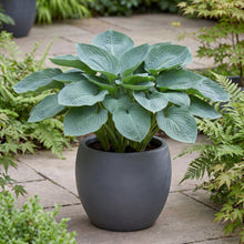 Load image into Gallery viewer, OpenPlantData Hosta Big Daddy
