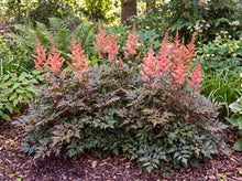 Load image into Gallery viewer, OpenPlantData Astilbe Delft Lace

