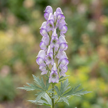 Load image into Gallery viewer, OpenPlantData Aconitum cammarum Bicolor
