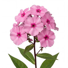 Load image into Gallery viewer, OpenPlantData Phlox Larissa
