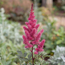 Load image into Gallery viewer, OpenPlantData Astilbe Maggie Daley
