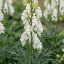 Load image into Gallery viewer, OpenPlantData Aconitum Album
