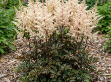 Load image into Gallery viewer, OpenPlantData Astilbe japonica x Astilbe arendsii Cappuccino
