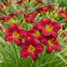 Load image into Gallery viewer, OpenPlantData Hemerocallis Chicago Apache

