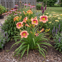 Load image into Gallery viewer, OpenPlantData Hemerocallis Galactic Blush
