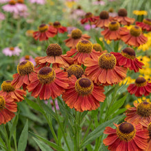 Load image into Gallery viewer, OpenPlantData Helenium Moerheim Beauty
