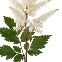 Load image into Gallery viewer, OpenPlantData Astilbe Washington
