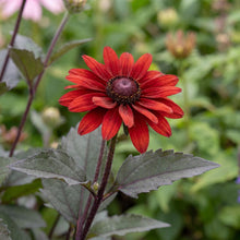 Load image into Gallery viewer, OpenPlantData Heliopsis Helianthoides Red Oriole

