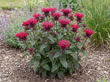 Load image into Gallery viewer, OpenPlantData Monarda Bee Happy
