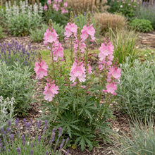 Load image into Gallery viewer, OpenPlantData Sidalcea Candy Girl
