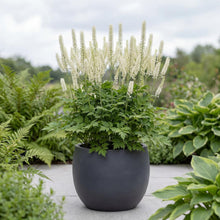 Load image into Gallery viewer, OpenPlantData Actaea racemosa
