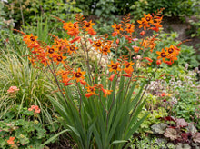 Load image into Gallery viewer, OpenPlantData Crocosmia x crocosmiiflora Emily McKenzie
