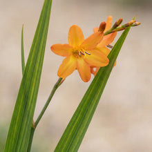 Load image into Gallery viewer, OpenPlantData Crocosmia crocosmiiflora Star of the East
