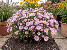 Load image into Gallery viewer, OpenPlantData Symphyotrichum novi-belgii Alice Haslam
