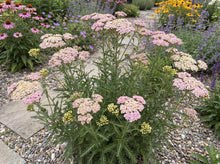 Load image into Gallery viewer, OpenPlantData Achillea Millefolium Apple Blossom
