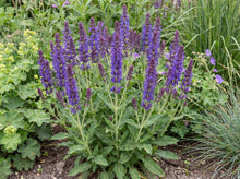 Load image into Gallery viewer, OpenPlantData Salvia nemorosa Mainacht
